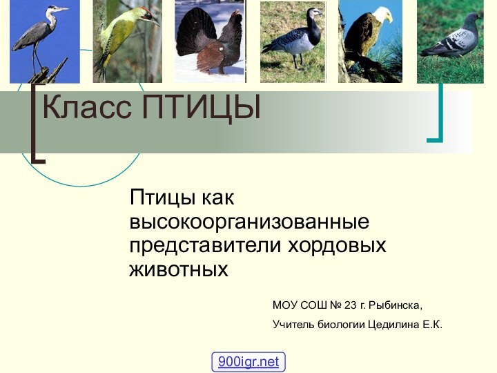 Класс ПТИЦЫ Птицы как высокоорганизованные представители хордовых животных МОУ СОШ