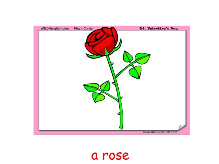 a rose