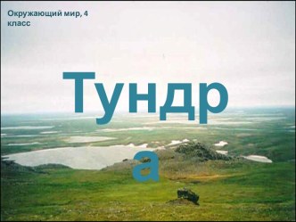 Тундра окружающий мир