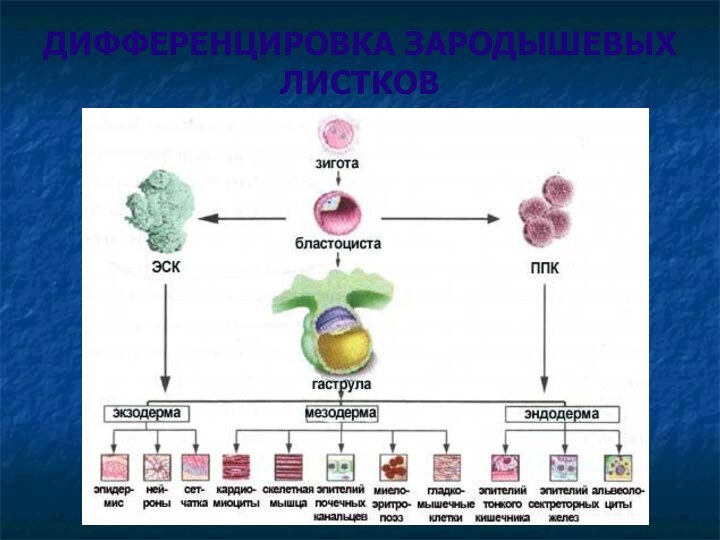ДИФФЕРЕНЦИРОВКА ЗАРОДЫШЕВЫХ ЛИСТКОВ