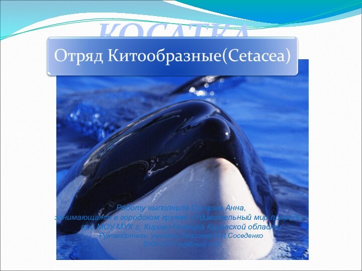 КОСАТКАРаботу выполнила Сунцова Анна, занимающаяся в городском кружке «Удивительный мир природы»