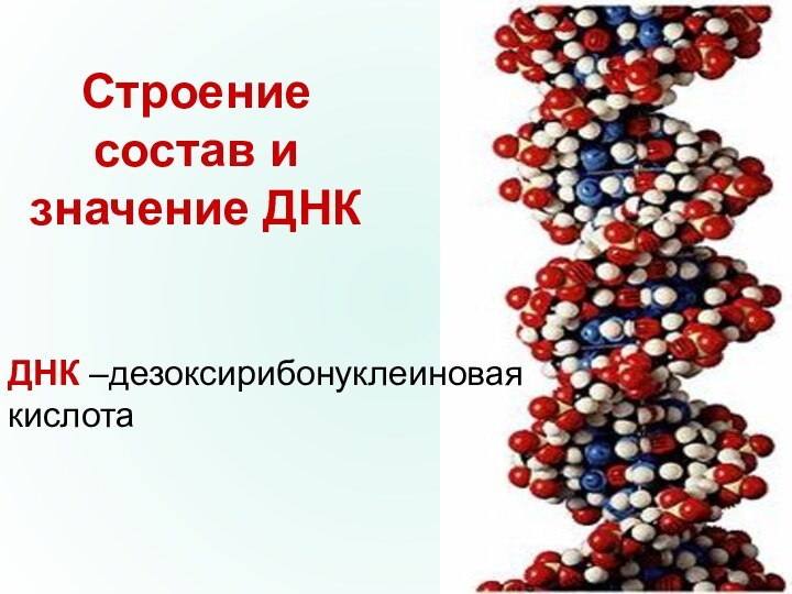 Строение состав и значение ДНКДНК –дезоксирибонуклеиновая кислота