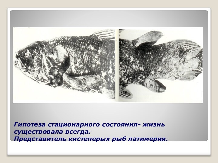 Гипотеза стационарного состояния- жизнь существовала всегда. Представитель кистеперых рыб латимерия.