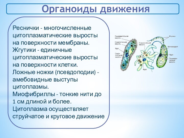 Органоиды движенияРеснички - многочисленные цитоплазматические выросты на поверхности мембраны.Жгутики - единичные цитоплазматические