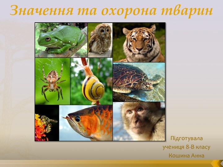 Значення та охорона тваринПідготувалаучениця 8-В класуКошина Анна