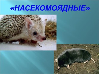 Насекомоядные