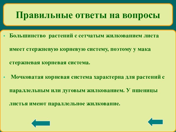 Большинство растений с сетчатым жилкованием листа имеет стержневую корневую систему, поэтому у