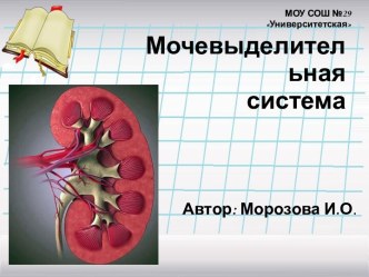 Мочевыделительная система