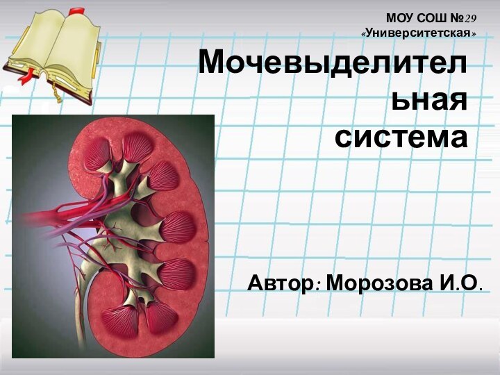 Мочевыделительная  системаАвтор: Морозова И.О.МОУ СОШ №29 «Университетская»