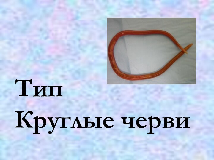 Тип Круглые черви