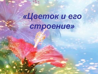 цветок и его строение