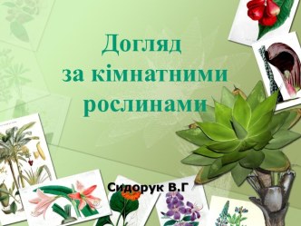 Догляд за кімнатними рослинами