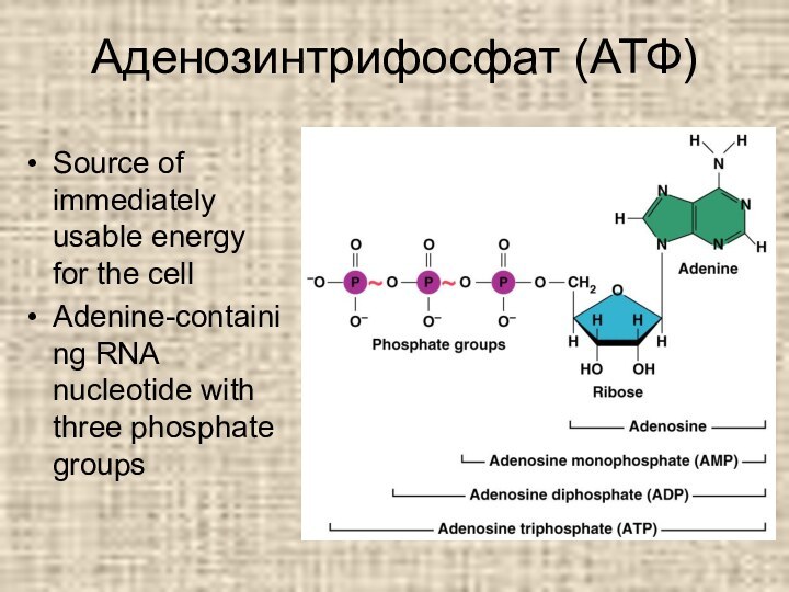 Аденозинтрифосфат (АТФ)Source of immediately usable energy for the cellAdenine-containing RNA nucleotide with three phosphate groups