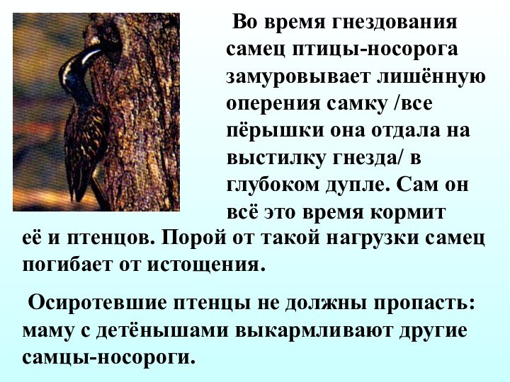 Во время гнездования самец птицы-носорога замуровывает лишённую оперения самку /все пёрышки