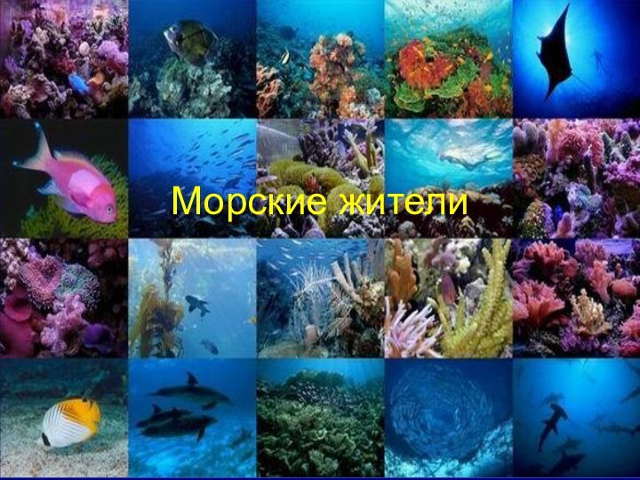 Морские жители