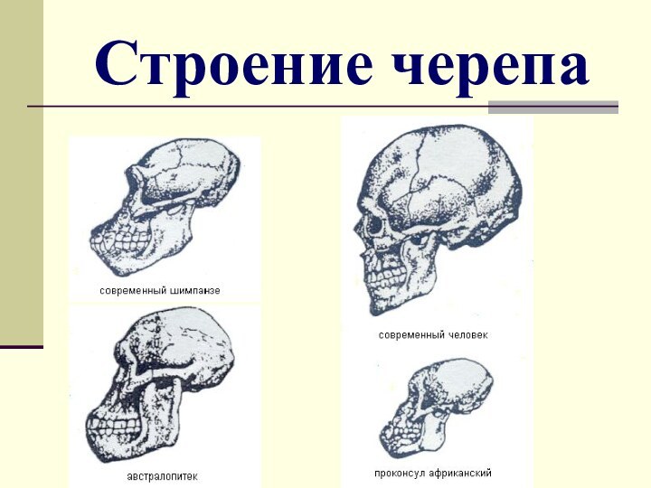 Строение черепа