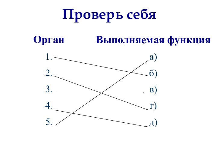 Орган1. 2. 3. 4. 5. Выполняемая функцияа) б) в) г) д)Проверь себя