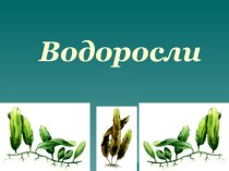 Водоросли