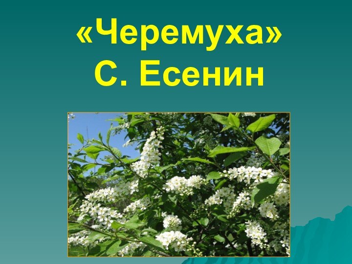 «Черемуха» С. Есенин