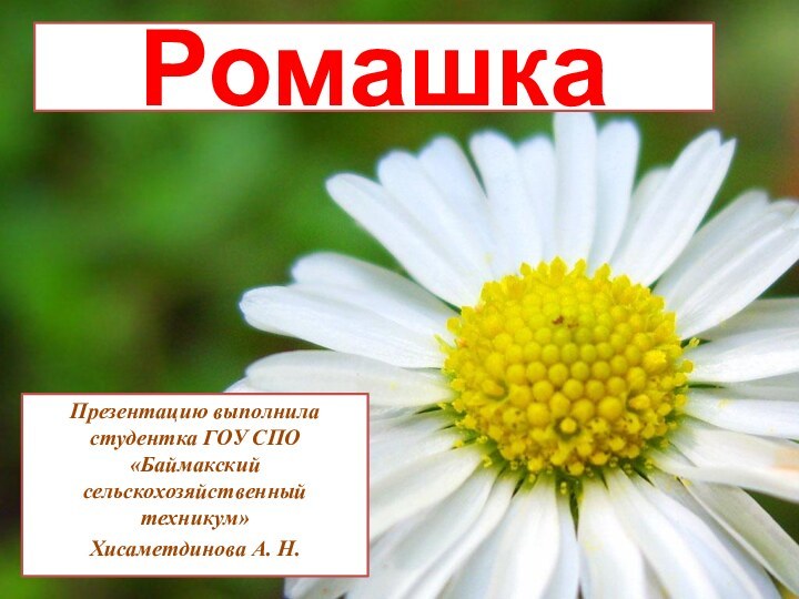 РомашкаПрезентацию выполнила студентка ГОУ СПО «Баймакский сельскохозяйственный техникум»Хисаметдинова А. Н.