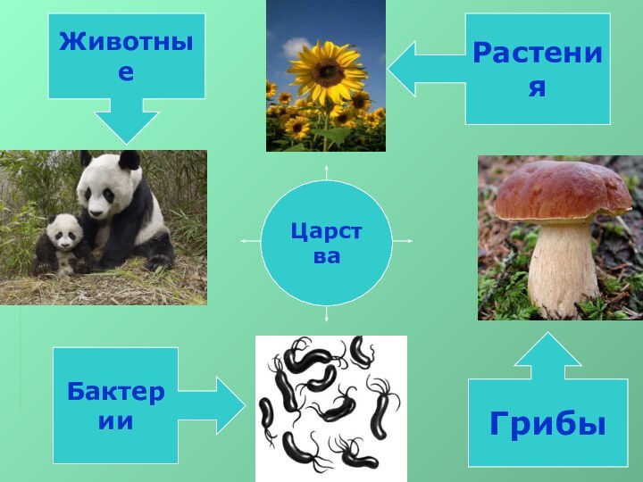 ЦарстваРастенияГрибыБактерииЖивотные