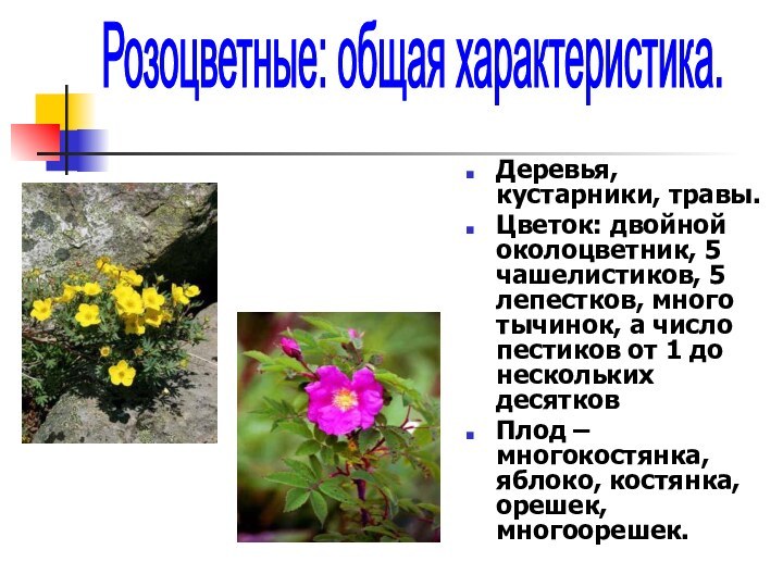 Деревья, кустарники, травы.Цветок: двойной околоцветник, 5 чашелистиков, 5 лепестков, много тычинок, а