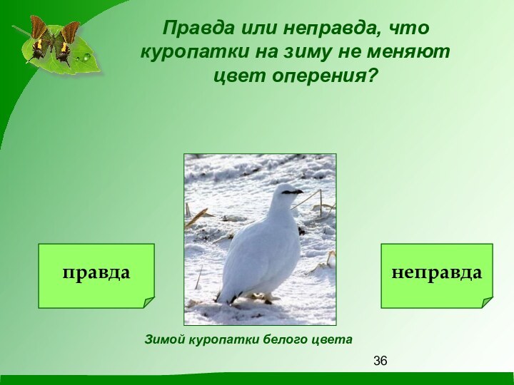 Правда или неправда, что куропатки на зиму не меняют цвет оперения?Зимой куропатки белого цветаправданеправда
