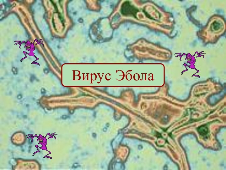 Вирус Эбола