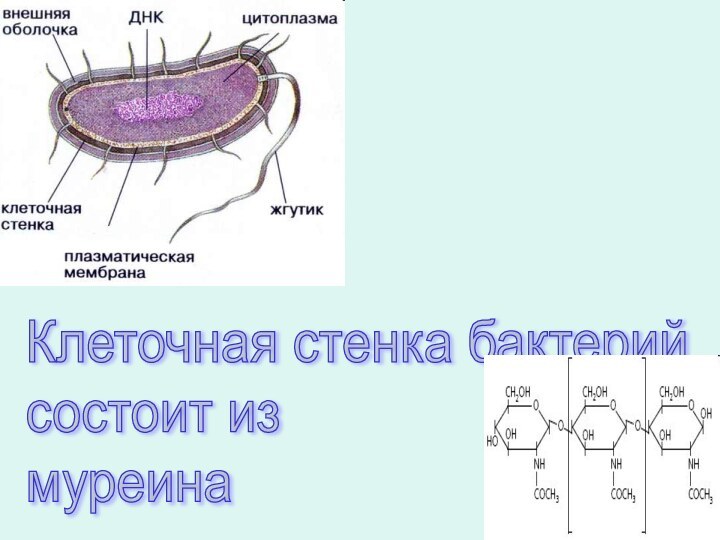 Клеточная стенка бактерий  состоит из  муреина