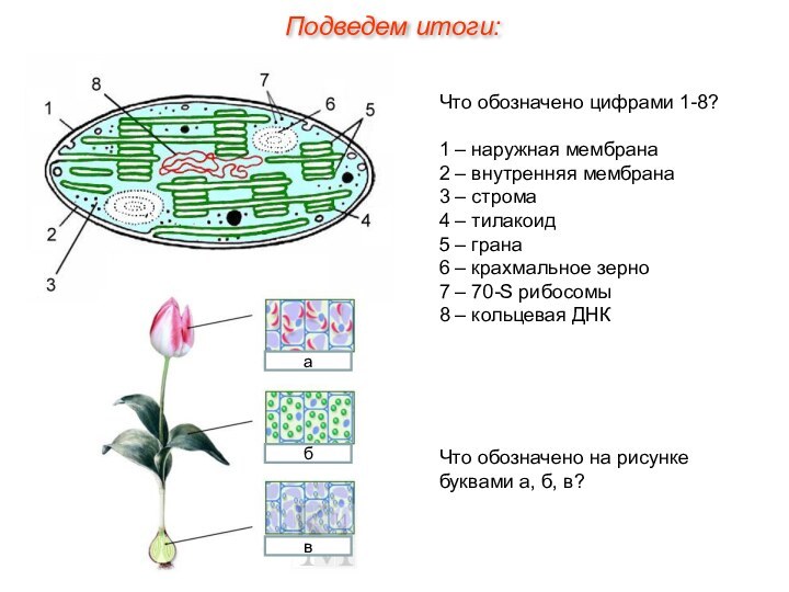 Подведем итоги:Что обозначено цифрами 1-8?1 – наружная мембрана2 – внутренняя мембрана3 –