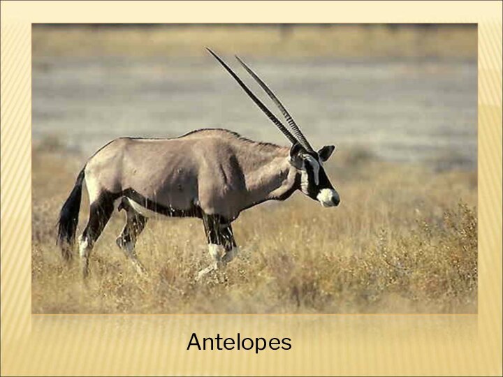 Antelopes