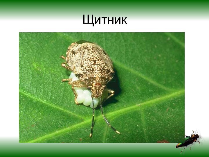 Щитник