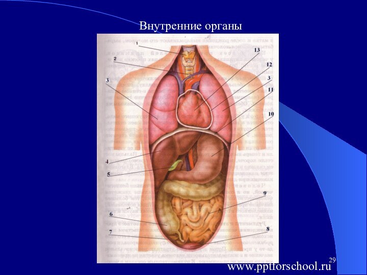 Внутренние органыwww.pptforschool.ru