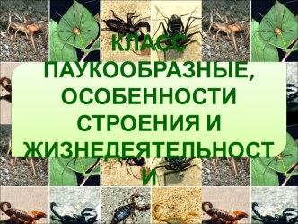 Класс Паукообразные, особенности строения и жизнедеятельности