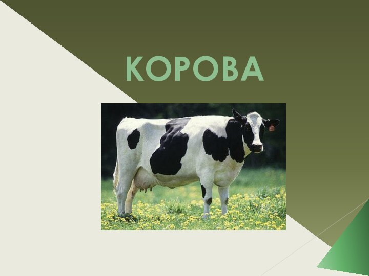 КОРОВА