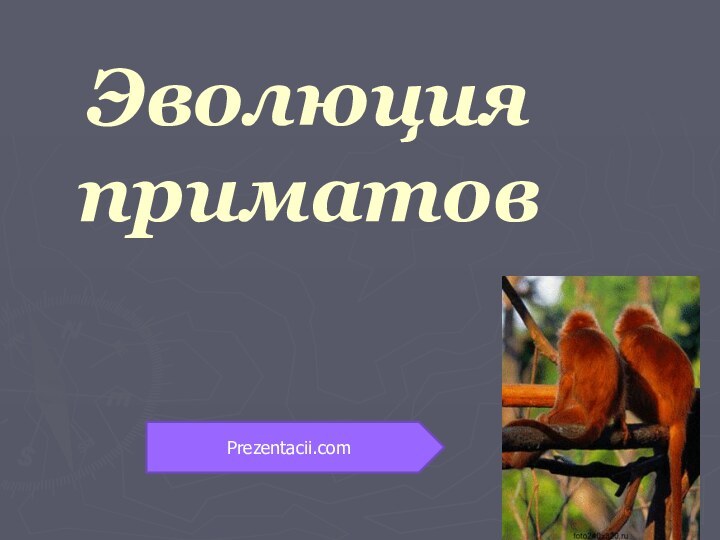 Эволюция приматовPrezentacii.com