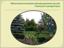 Збагачення колекційних фондів деревних рослин Сирецького дендропарку