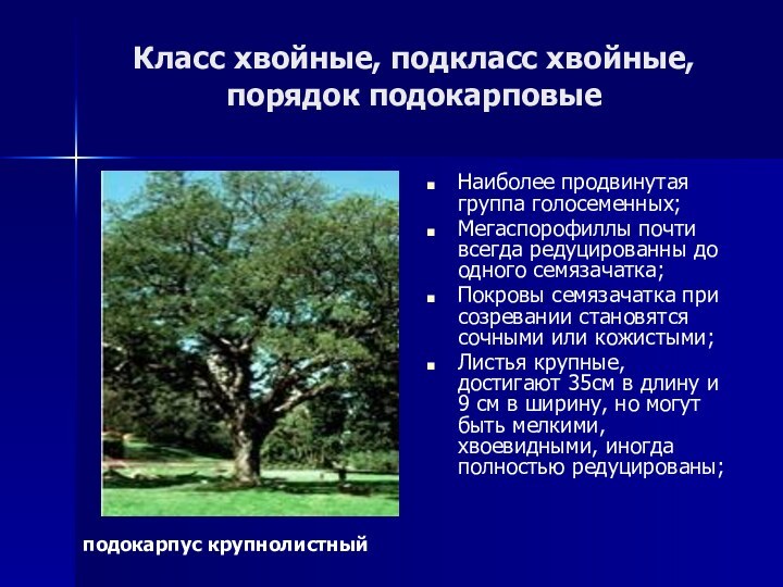 Класс хвойные, подкласс хвойные, порядок подокарповыеНаиболее продвинутая группа голосеменных;Мегаспорофиллы почти всегда редуцированны