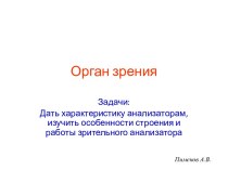 Орган зрения