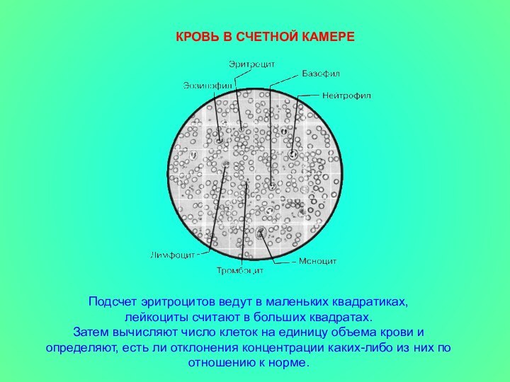 КРОВЬ В СЧЕТНОЙ КАМЕРЕПодсчет эритроцитов ведут в маленьких квадратиках, лейкоциты считают в