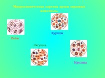 Микроскопическая картина крови хордовых животныхL