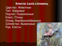 Клесты Loxia Linnaeus