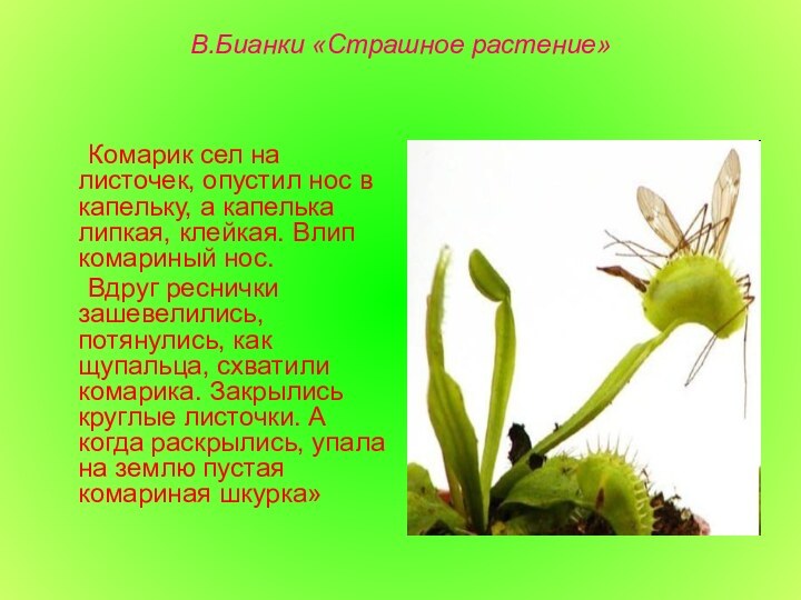 В.Бианки «Страшное растение»	Комарик сел на листочек, опустил нос в капельку, а капелька