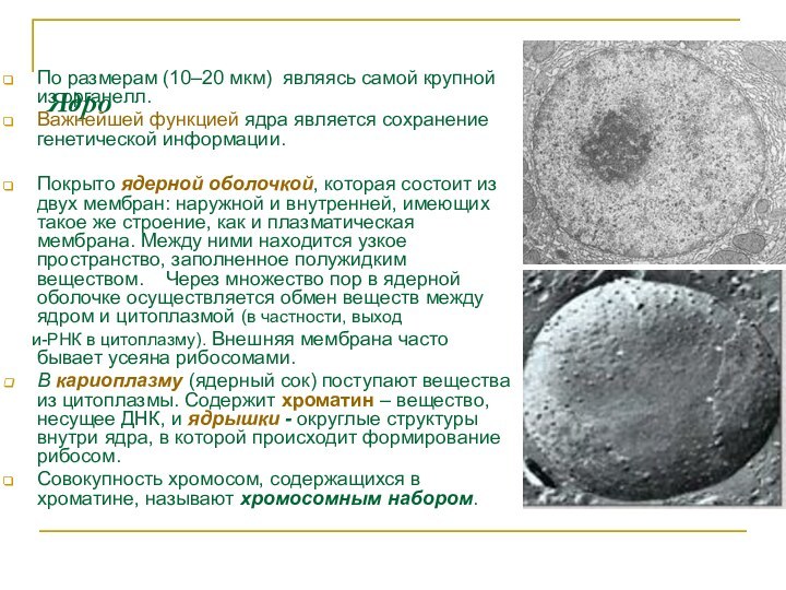 ЯдроПо размерам (10–20 мкм) являясь самой крупной из органелл. Важнейшей функцией ядра является