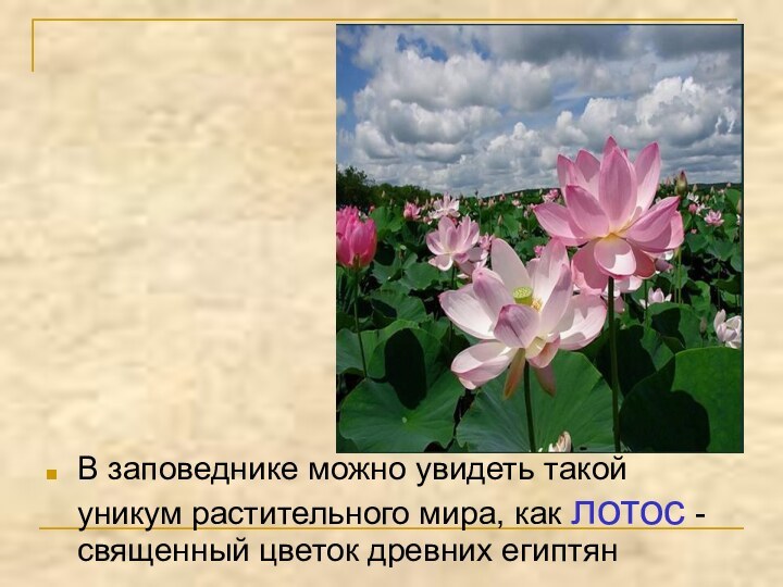 В заповеднике можно увидеть такой уникум растительного мира, как лотос - священный цветок древних египтян