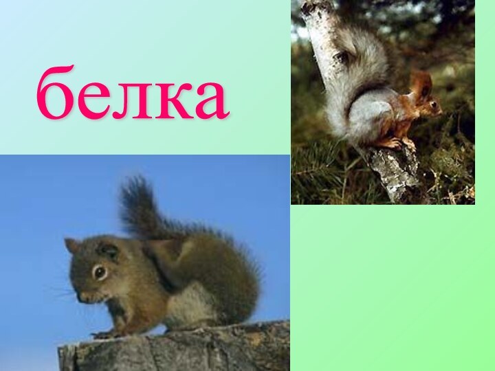 белка