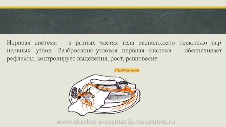 Нервная система – в разных частях тела расположено несколько пар нервных узлов.