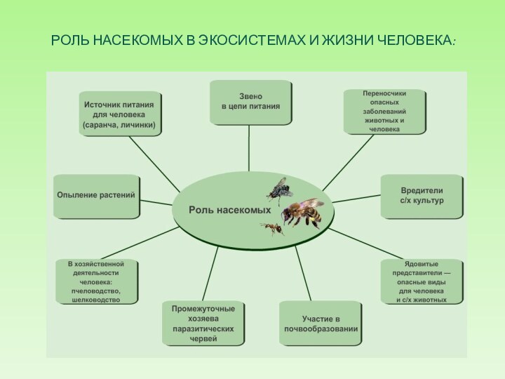 РОЛЬ НАСЕКОМЫХ В ЭКОСИСТЕМАХ И ЖИЗНИ ЧЕЛОВЕКА: