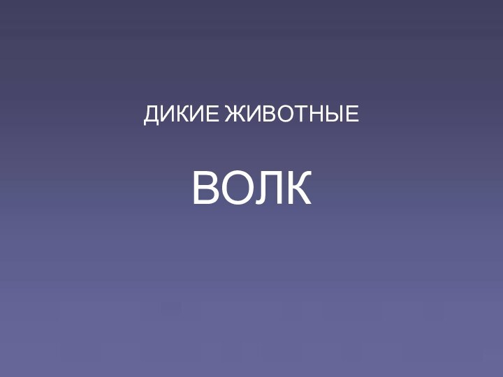 ДИКИЕ ЖИВОТНЫЕ  ВОЛК