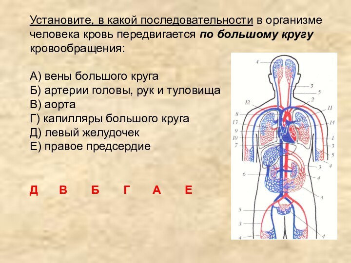 Установите, в какой последовательности в организме человека кровь передвигается по большому кругукровообращения:A)